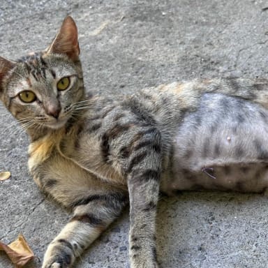 Les petits cats de St-Pierre