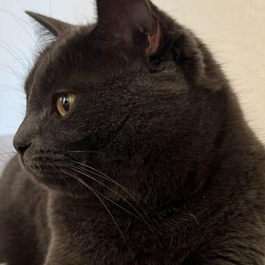 Billie the cat