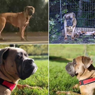 Sauvetage Chienne Saint-Marcelin.