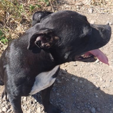 Fifi la staffie