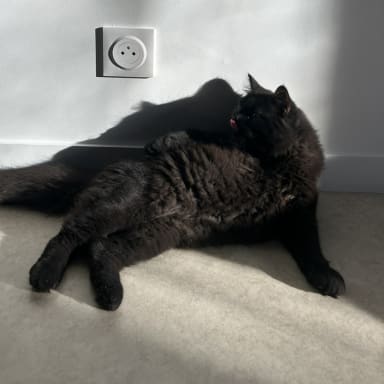Opération ALTO (Otite Purulente)🐱