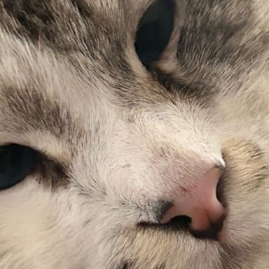 Aidons Rocky à retrouver ses pattes