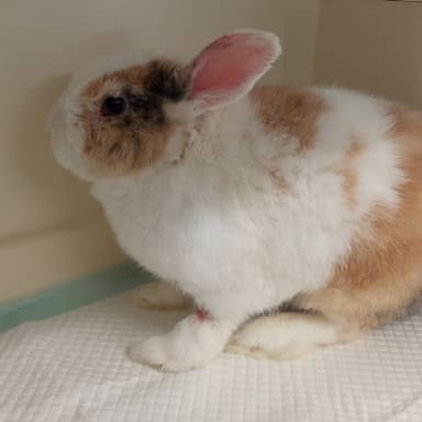 Pour sauver le lapin de notre fille ❤️