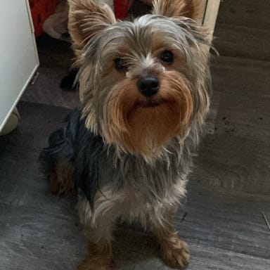 Opération de notre chien Lucky