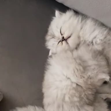 je veux un chat