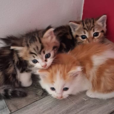 URGENCE CHATONS