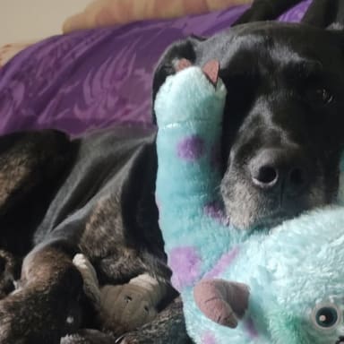 Re opération ligaments croisés pour Kira pour éviter l'amputation
