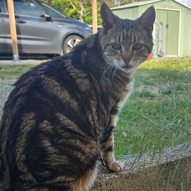 Ponction pour nala