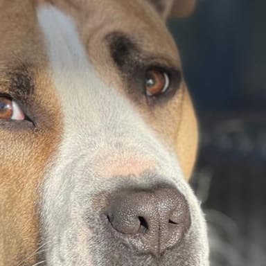 Aide aux frais médicaux de mon chien Bali