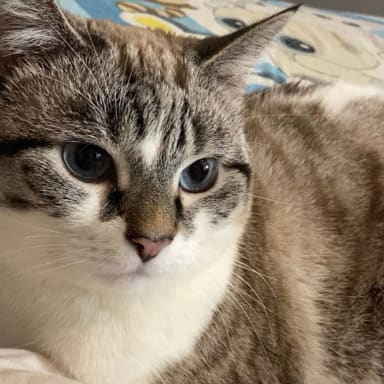 SAUVONS SYRA : Elle étouffe et a besoin d’une opération vitale 🐾