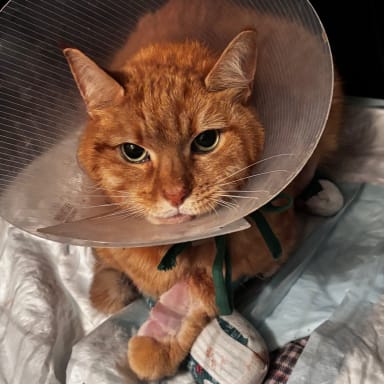 Aidez moi à sauver notre chat