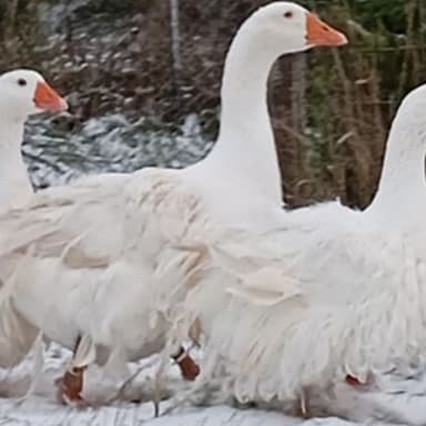Sinistre chez Audrey Chevalier Les palmipèdes du petit gué