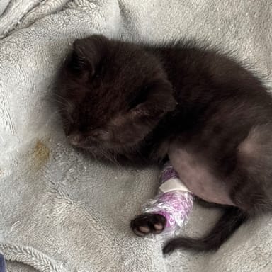 Frais médicaux pour chaton de 1 mois