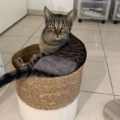 Aidez Snickers à se remettre sur ses 4 pattes 🐾
