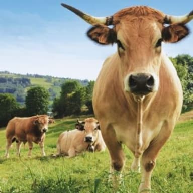 Vache aubrac