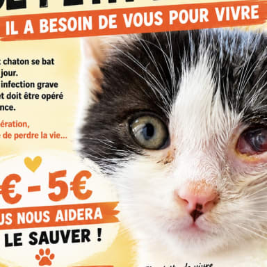 OPÉRATION POUR SAUVER CHATON PATCH ŒIL 215€
