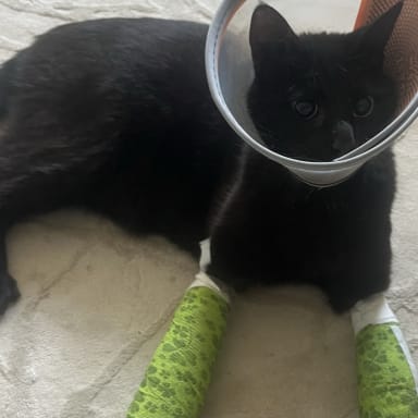 🐾 Aidons Maiko à se remettre sur pattes 🐾