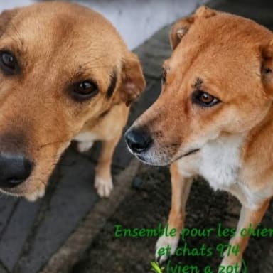 SOS sauvons ALDO & JOCK !