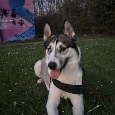 Sauver Laika