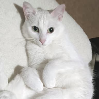 Sauvons KITTY
