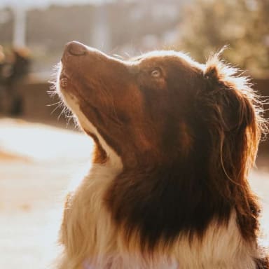 Décès de Neptune 🐾🕊