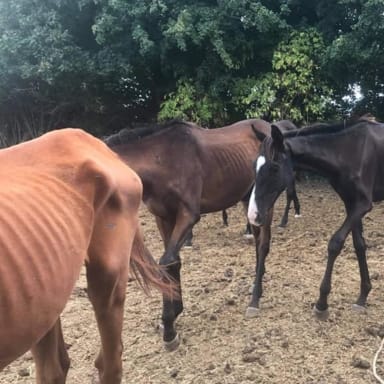 Sauvetage chevaux et plus