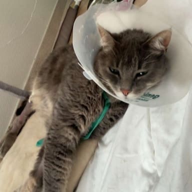 Opération de mon chat