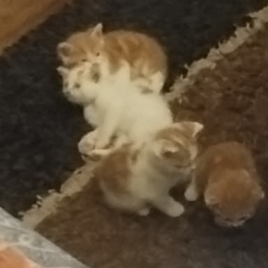 M'aider pour les frais: 9 chats et 4 petits