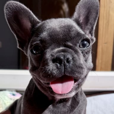 ❤️ Sauvons  Bella elle est encore un bébé et se bat déjà pour son cœur ❤️🐶