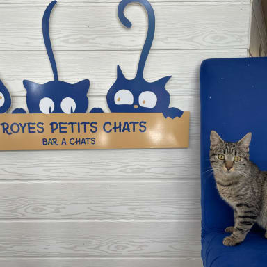 Coup de patte pour les Troyes petits chats