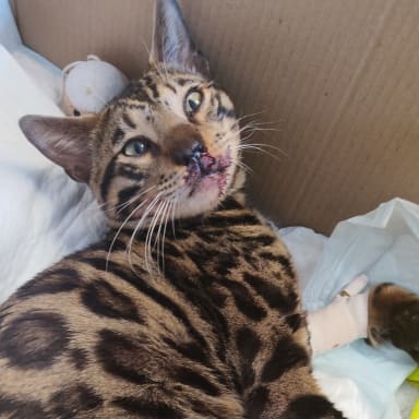 sauvetage d'onyx jeune bengal (1ans)