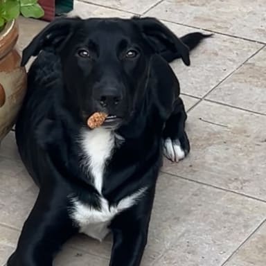 En difficulté je cherche a vacciner et puce mon loulou  et trouver un toit