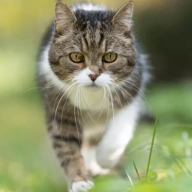 collecte pour association animalière
