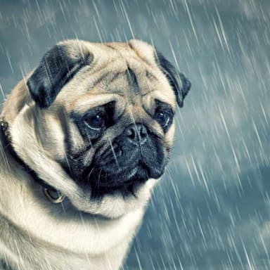 Ensemble, offrons une seconde chance aux animaux oubliés