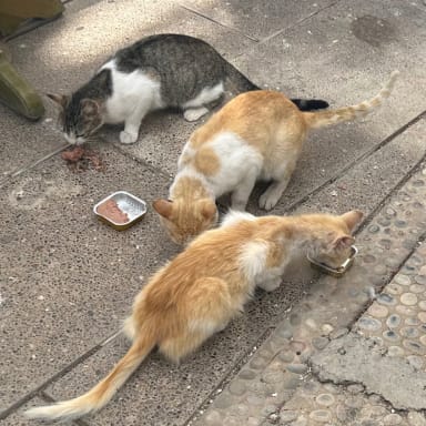 Sauvetage d’animaux