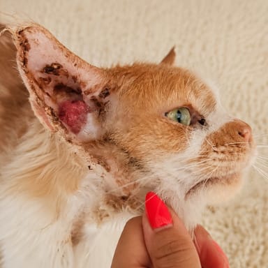 Pour que Zeus🐱 puisse enfin vivre sans douleur ❤️‍🩹