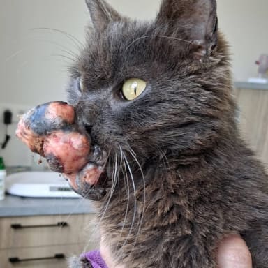 Chat
