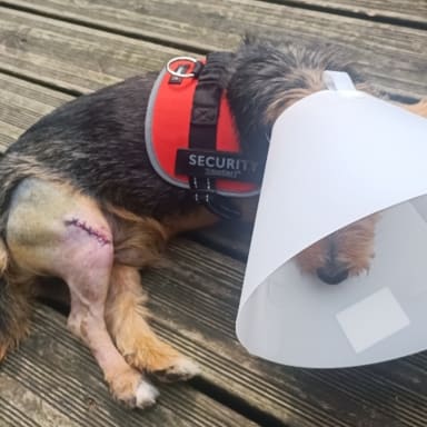 Loulou, en attente d'une opératuon rupture ligament croisé du genoux