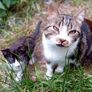 Stérilisation et soins des chats recueillis