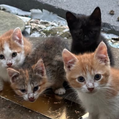 Soigner les ptits chatons de la rue