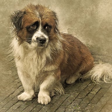 Compassion animaux et recherche