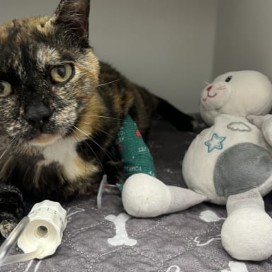 Roya, une battante contre le cancer