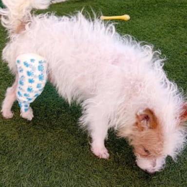 Milou