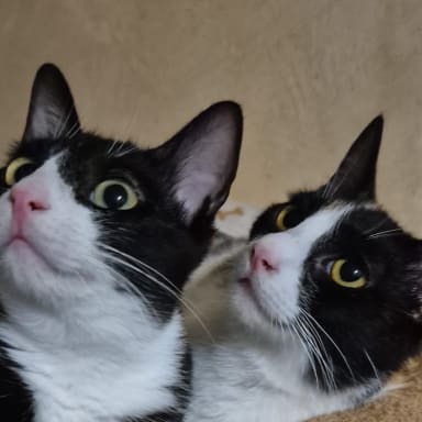 Urgence PIF : aidons Sonia à sauver ses chats avant qu'il ne soit trop tard