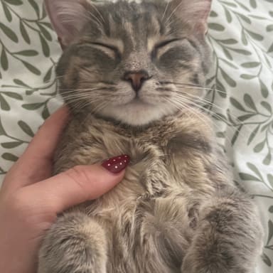 Santé de mon chat