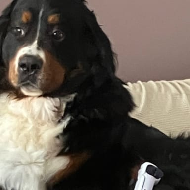 Offrir une sailli à mon boubou