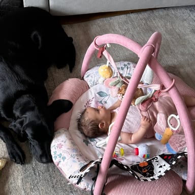 Aidez Bailey à retrouver une vie sans douleur 🐾