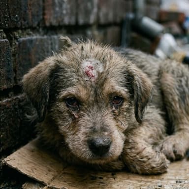 Sauvons Roxy — 7 200€ pour lui sauver la vie 🐾