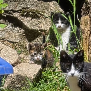 Un coup de patte pour les chats de Bordères-Louron 🐾
