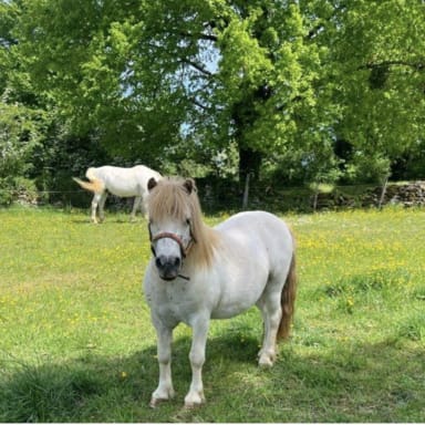 ✨Mon projet poney Elios🐴